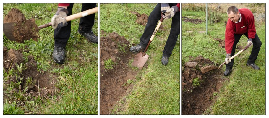 Высадка деревьев