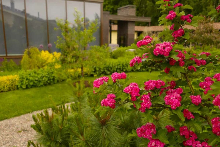 Боярышник однопестичный