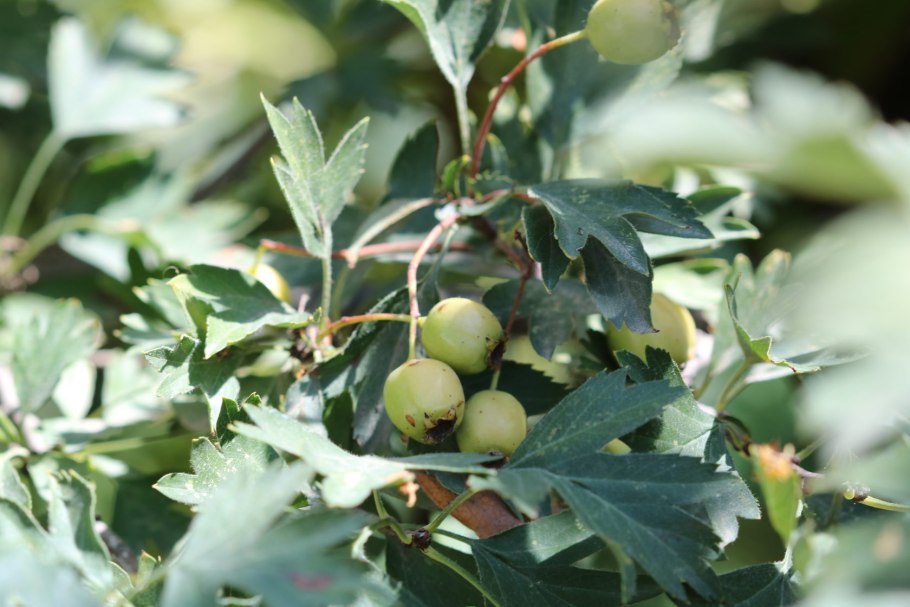 Цветущий боярышник Пауль Скарлет