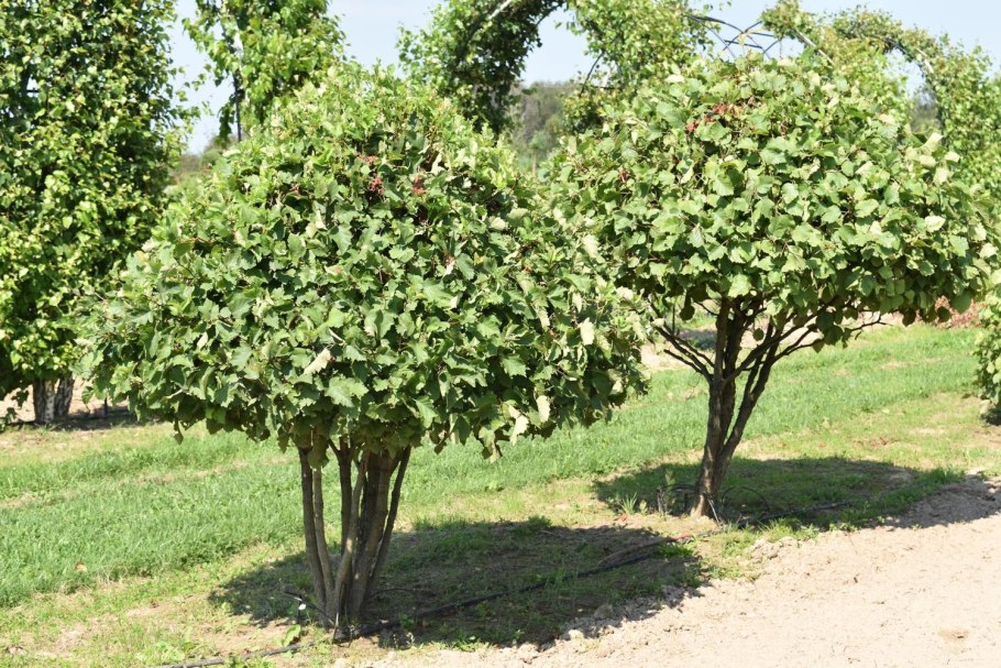 Боярышник шарлаховый