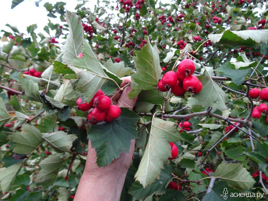 Клен Гиннала Живая изгородь