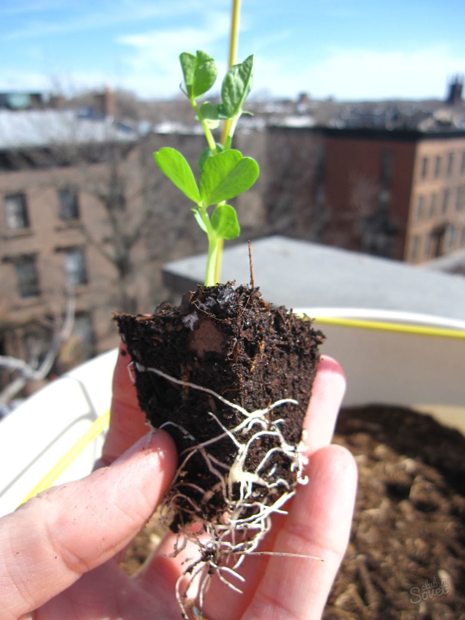 Боярышник Пауль Скарлет