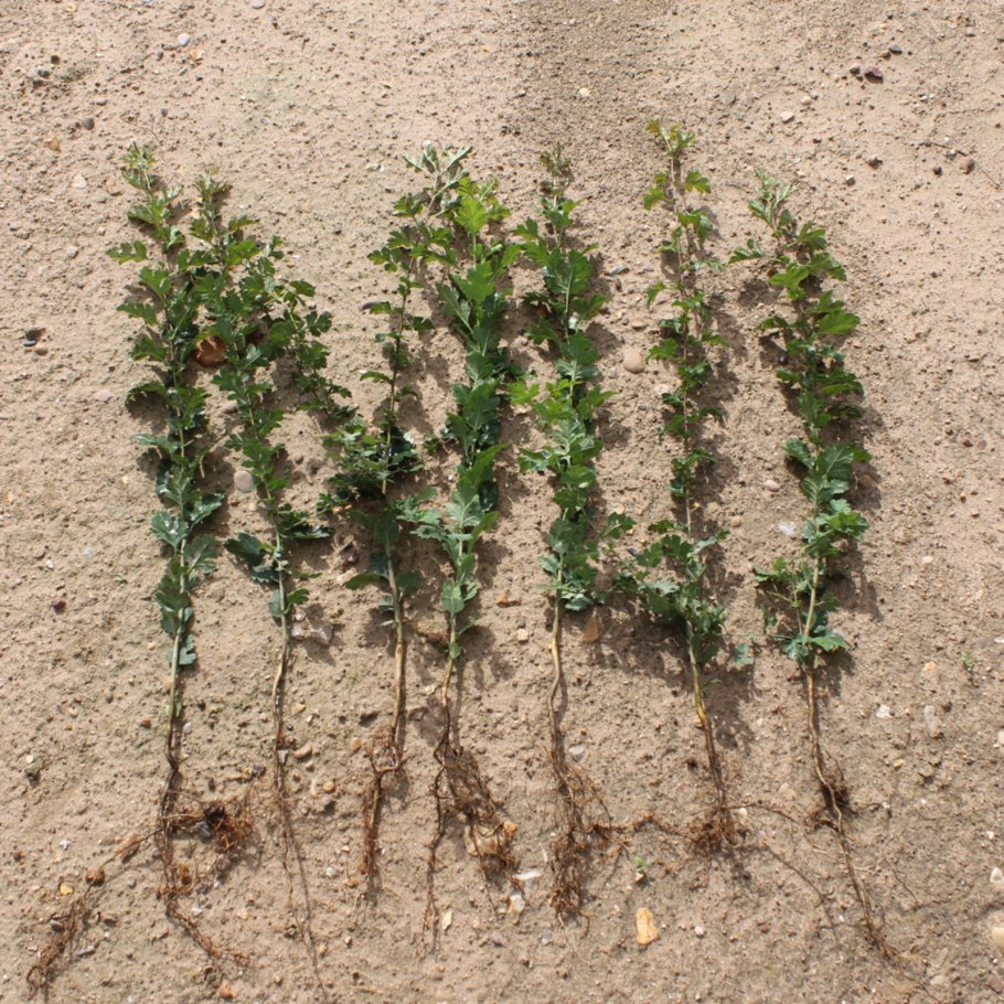 Сеянцы кизильника блестящего