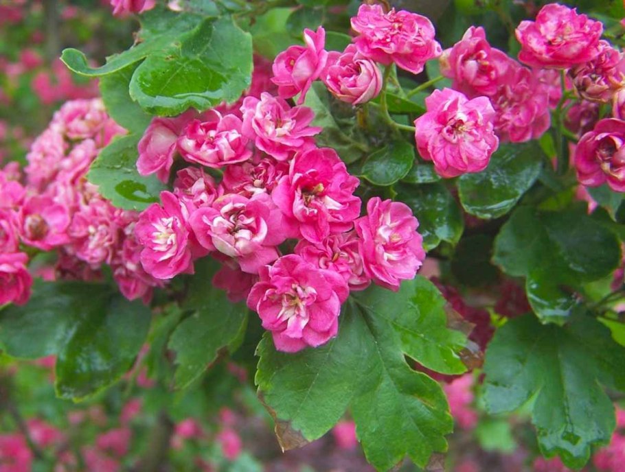 Боярышник сливолистный