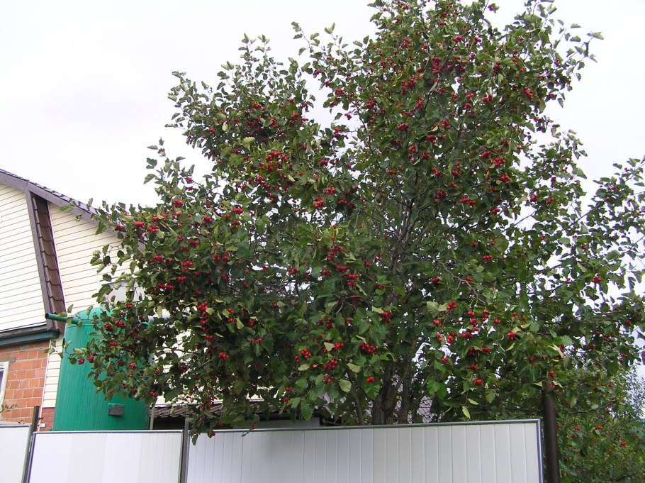 Боярышник огни Мичуринска