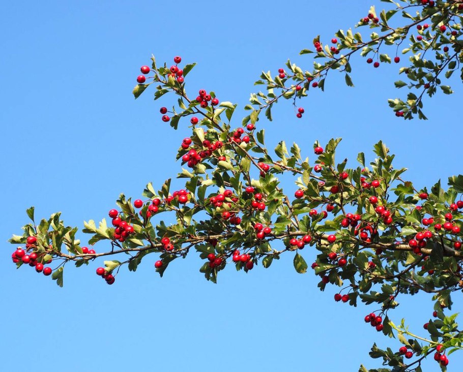 Клен Гиннала изгородь