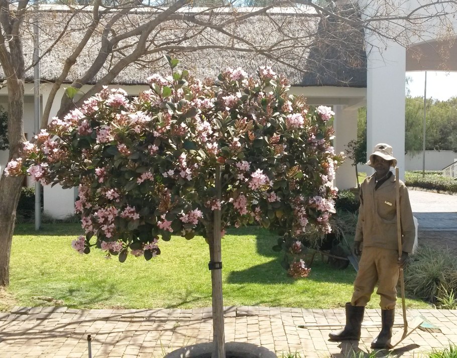 Рябина обыкновенная (Sorbus aucuparia l.)