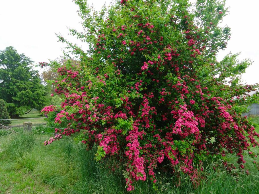 Боярышник сливолистный Спленденс