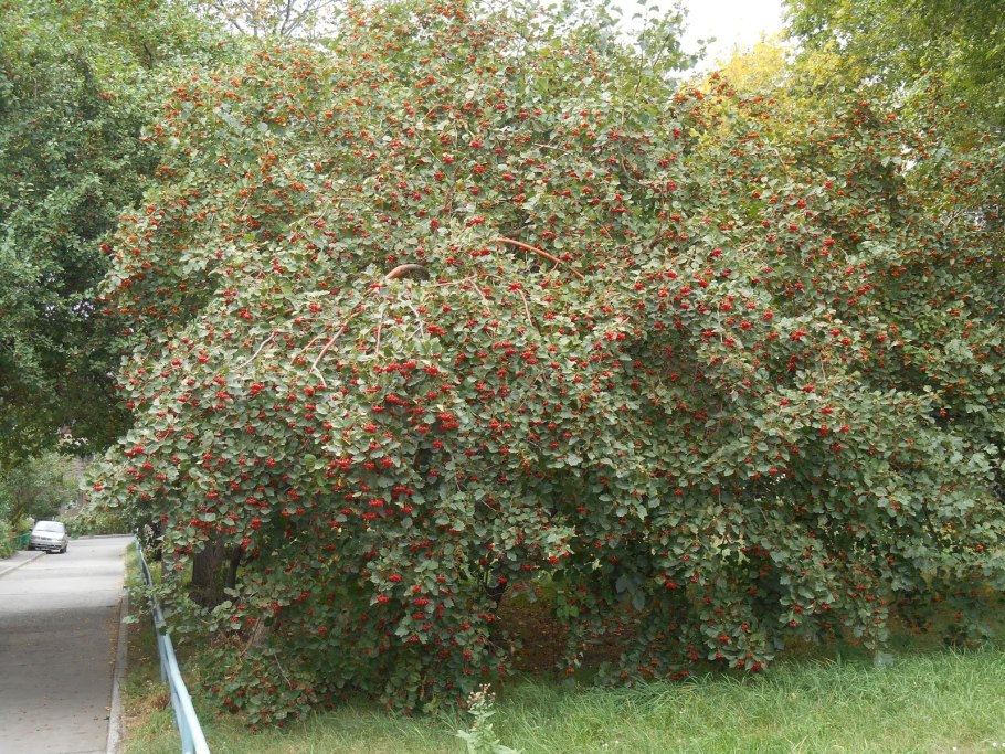 Корневая система боярышника