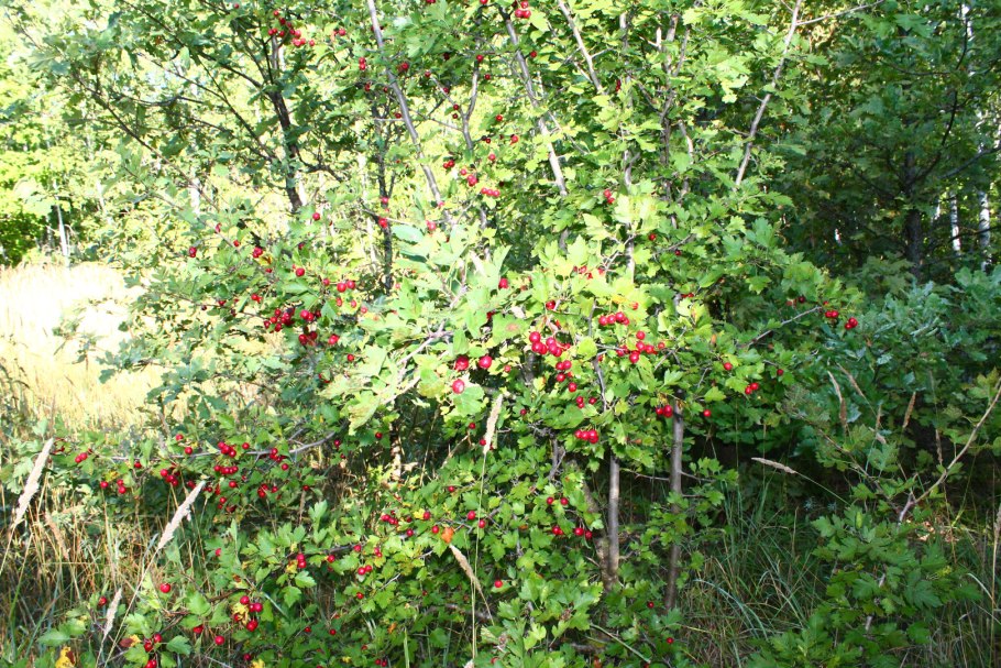 Рябина обыкновенная дерево