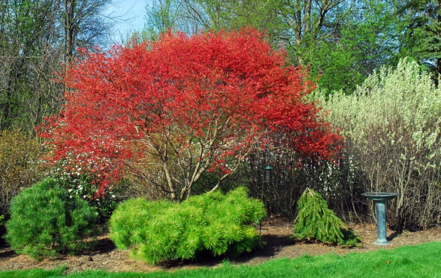 Пираканта штамбовая