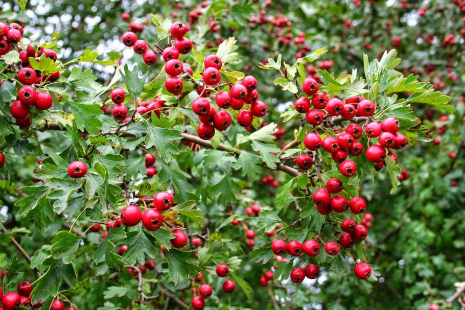 Боярышник круглолистный