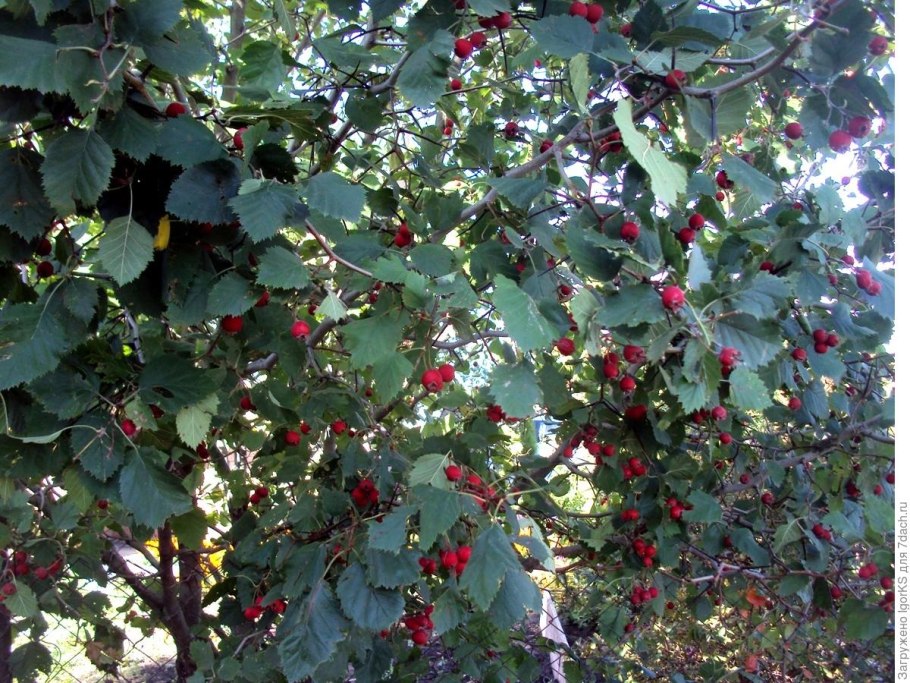 Боярышник кроваво-красный Живая изгородь