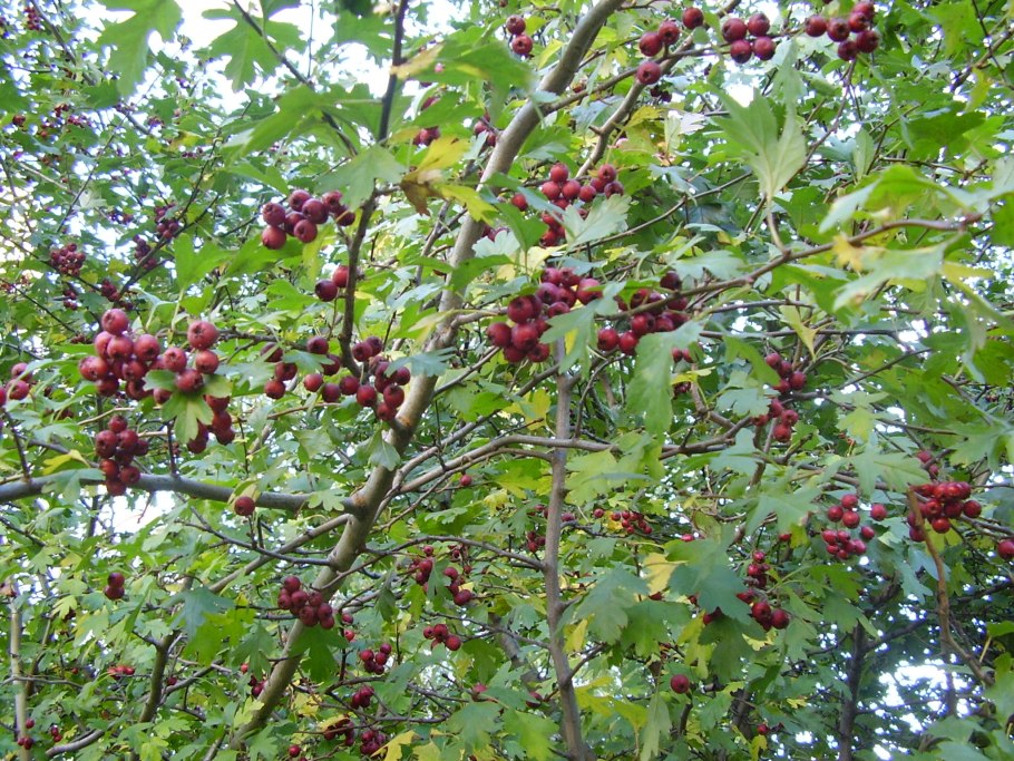 Боярышник сливолистный