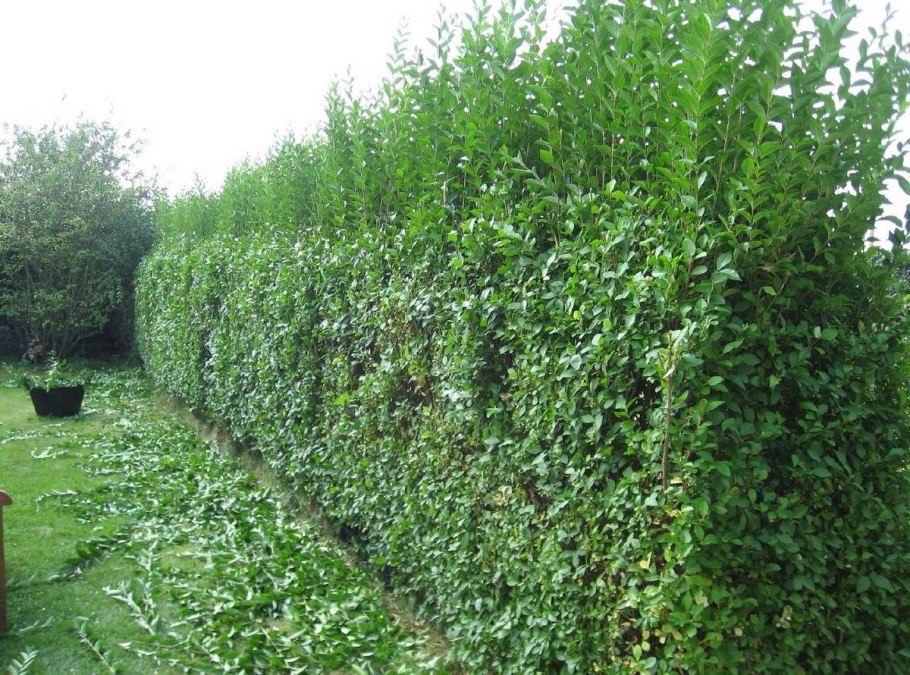 Арония Викинг Живая изгородь