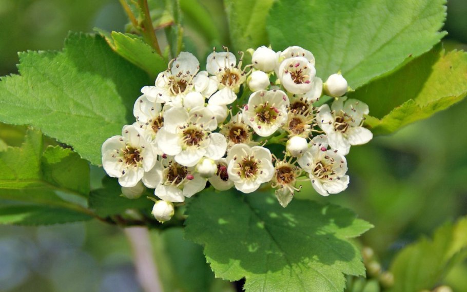 Семена ирги