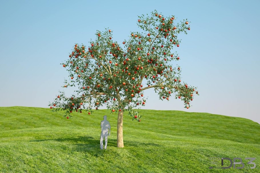 Яблоня раскидистая