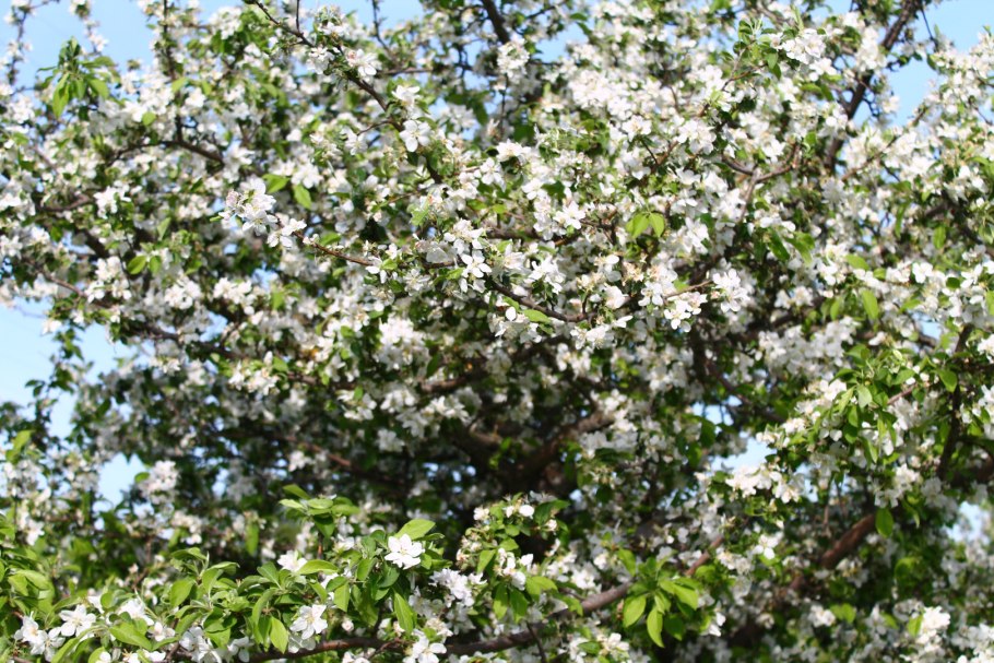 Яблоня Лесная (дичок)