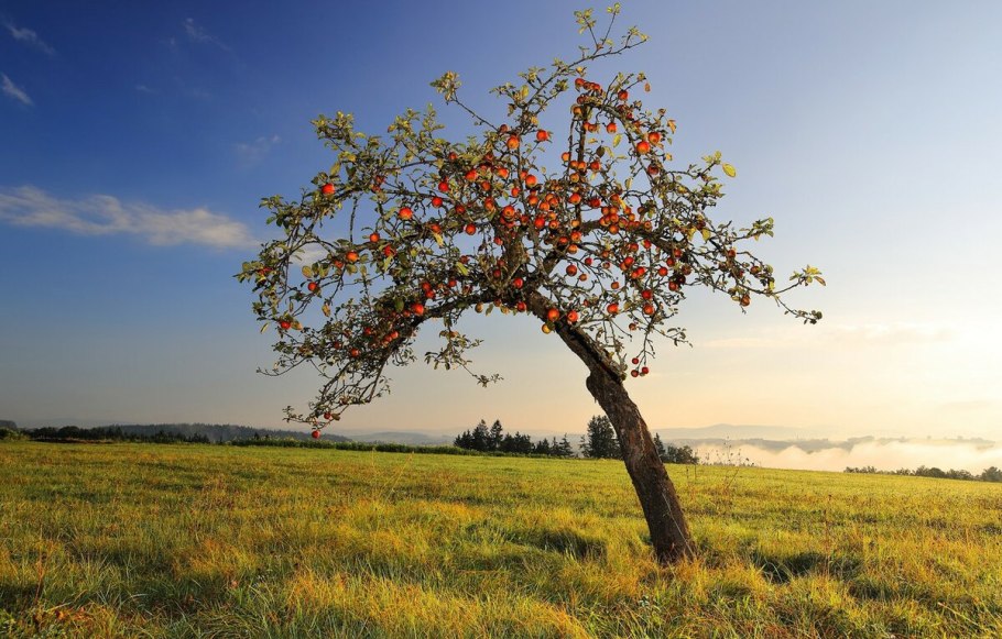 Яблоня раскидистая