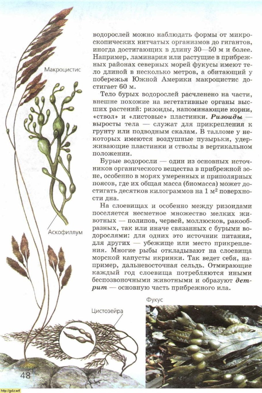 Ламинария сахаристая