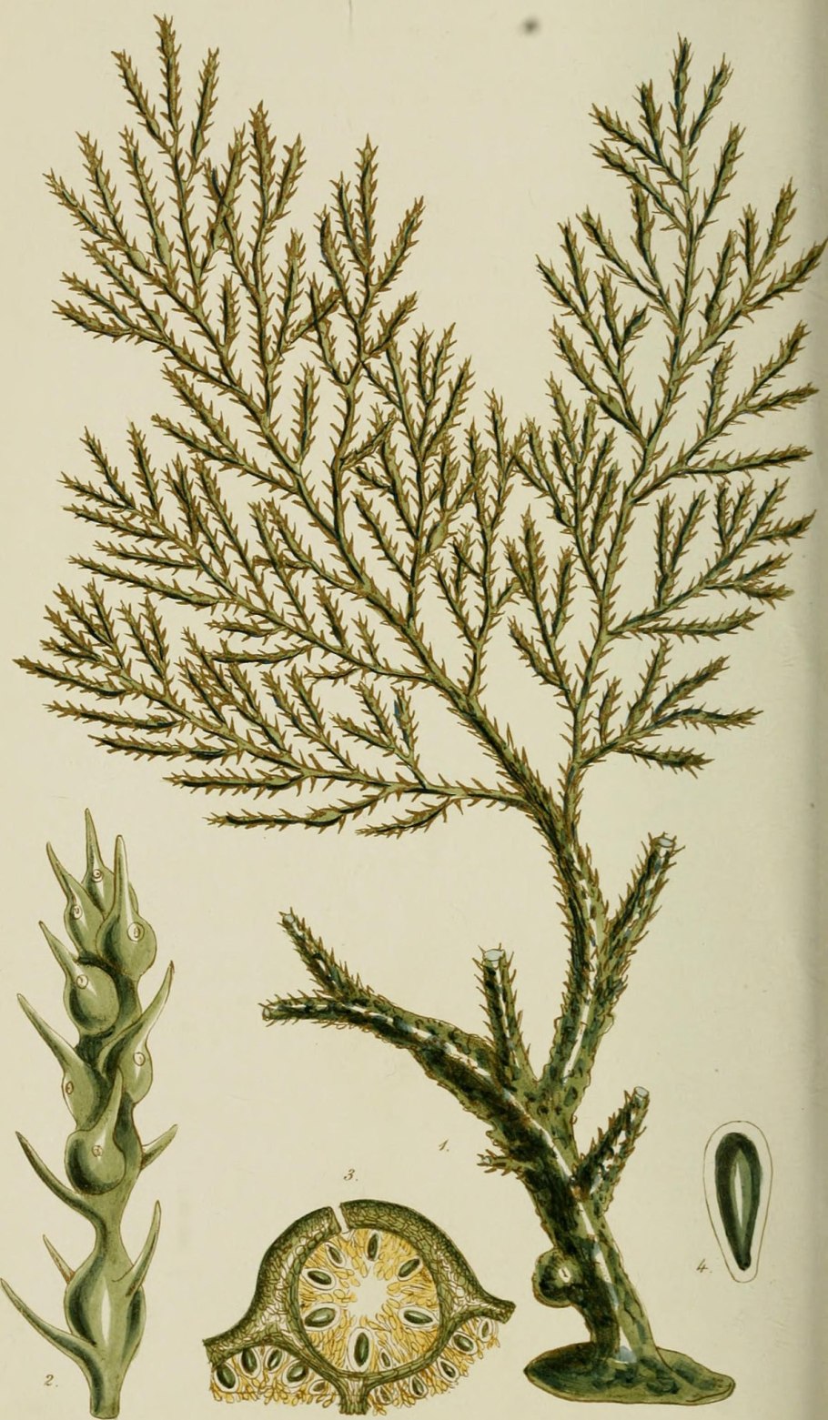 Kelp Hub