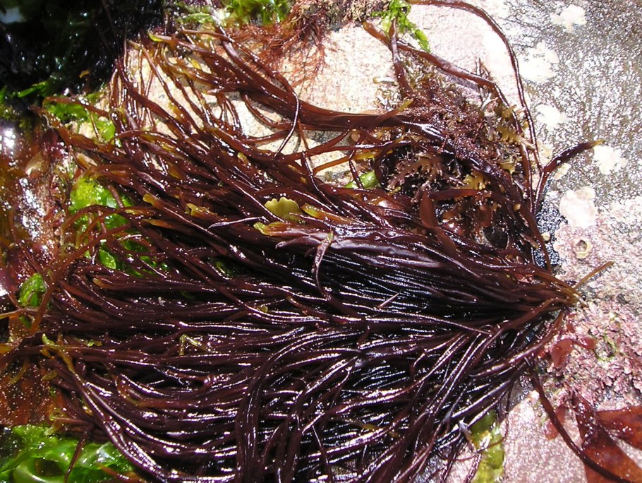 Cystoseira barbata строение