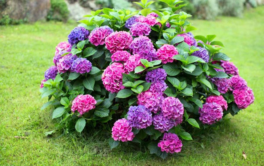 Гортензия Садовая крупнолистная