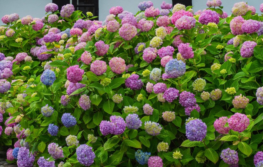 Гортензия Садовая