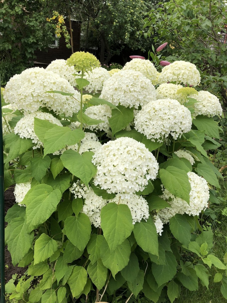 Гортензия древовидная "Инкрэдибл"