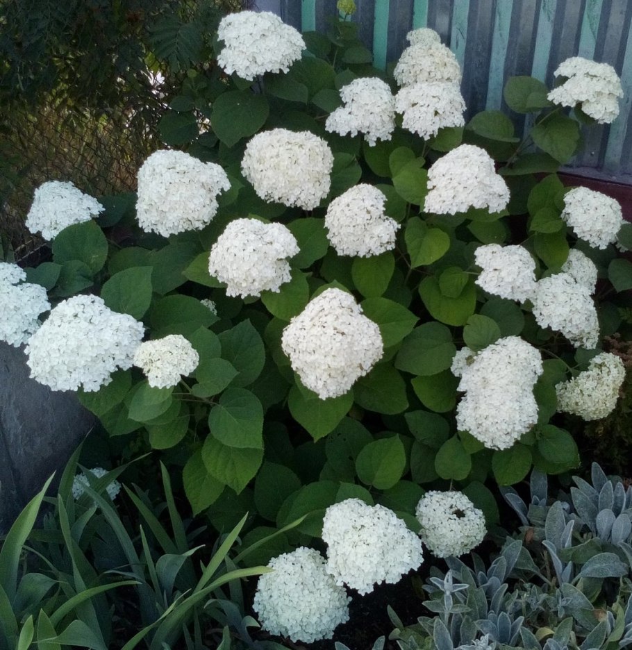 Гортензия Садовая