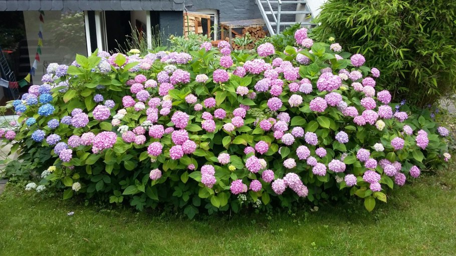 Гортензия древовидная Дабл Анабель