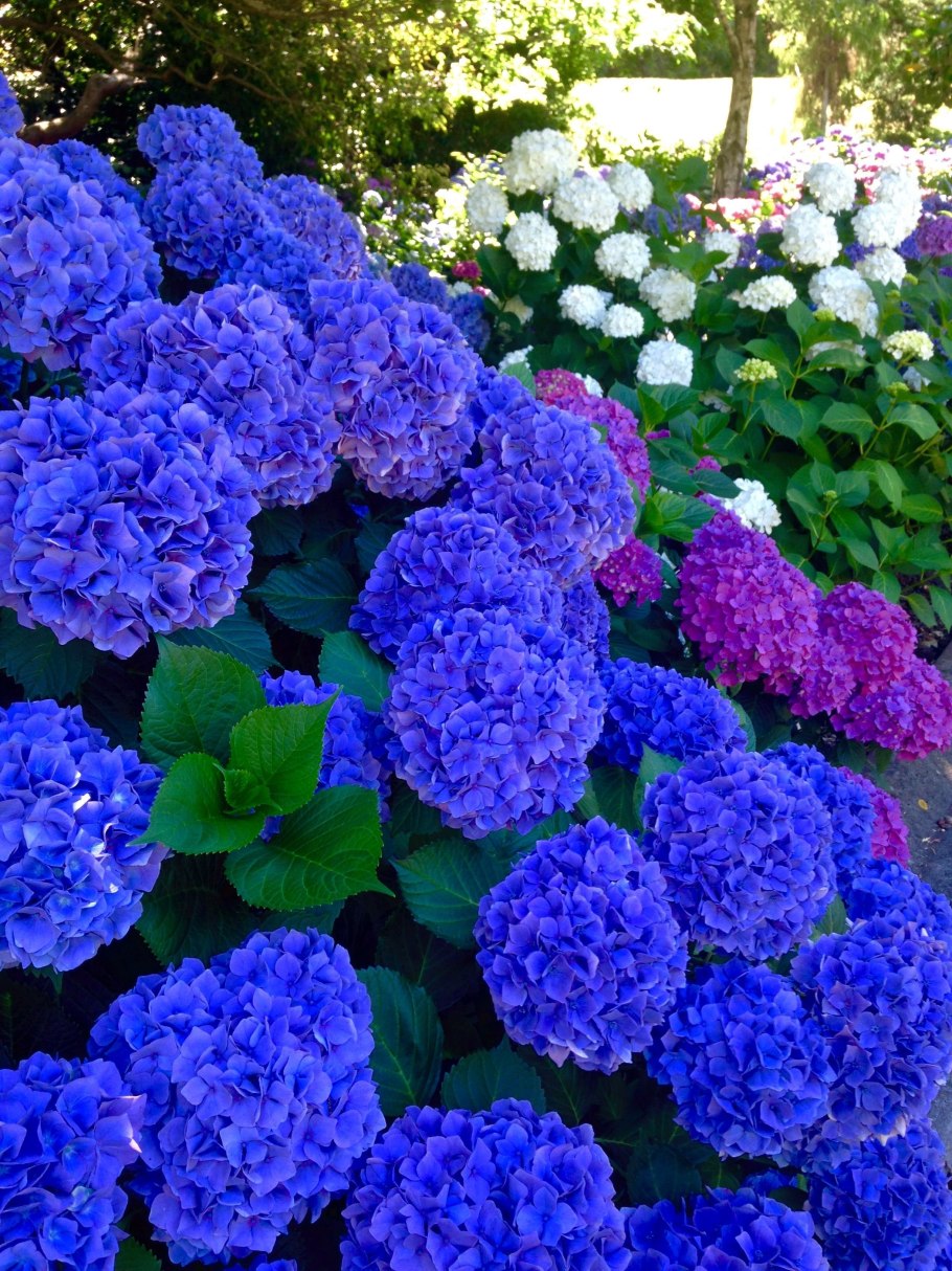 Гортензия крупнолистная индиго