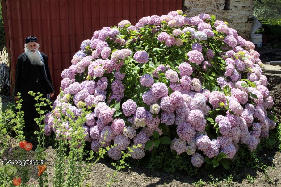 Гортензия Садовая многолетняя