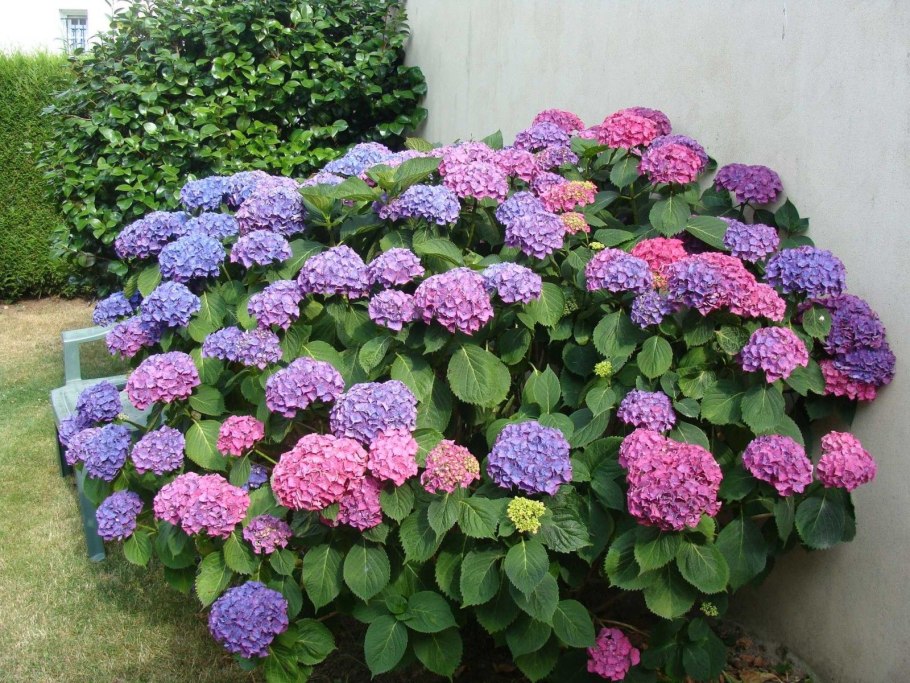 Гортензия мультифлора