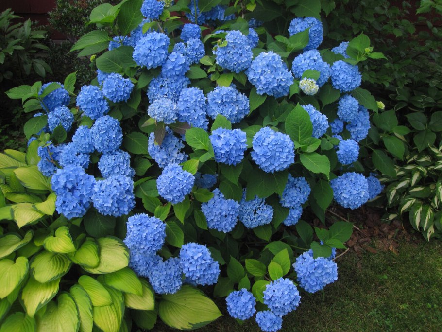 Гортензия крупнолистная Блауэр цверг