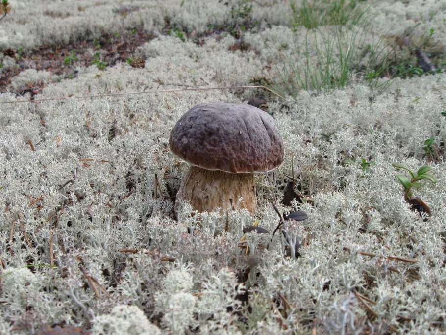 Мох беломошник