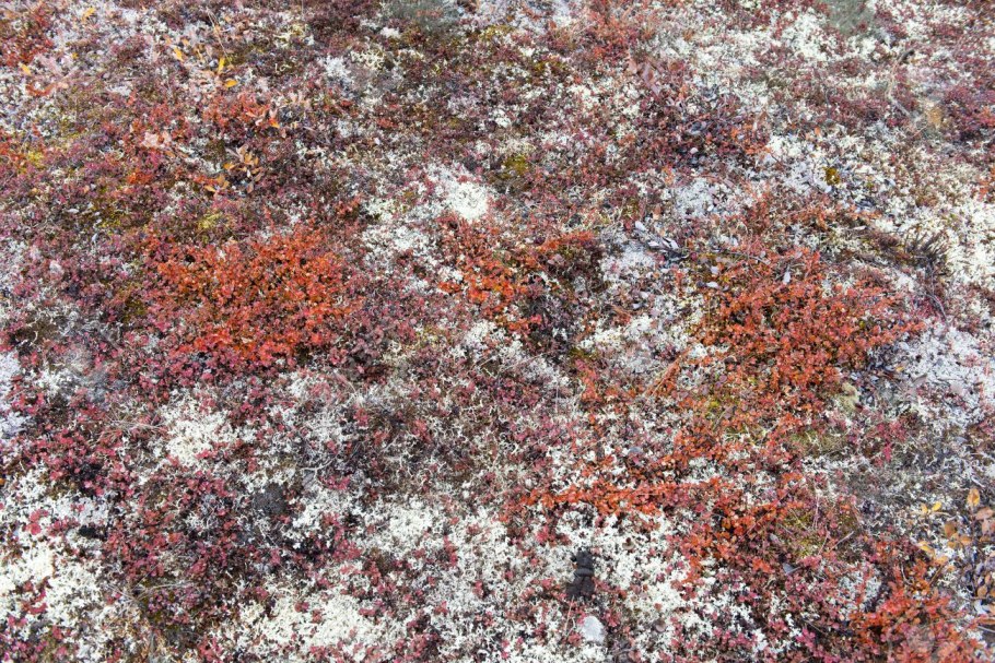 Полярный ягель