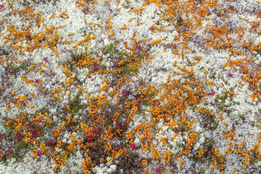 Ягель тундра грибы