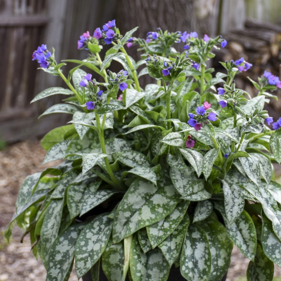 Медуница лекарственная (Pulmonaria officinalis)