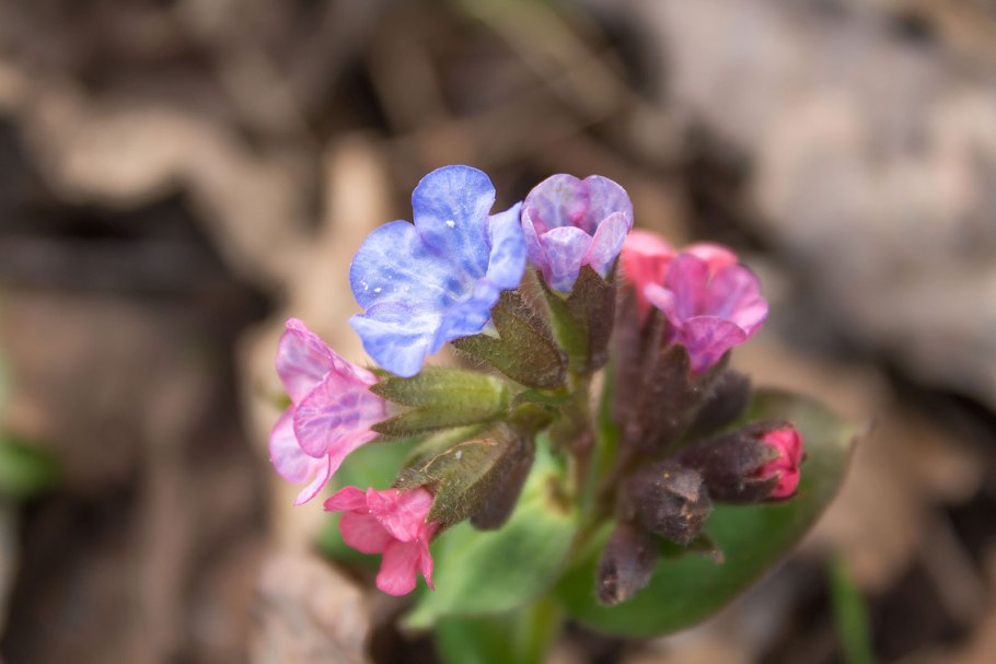 Медуница неясная (Pulmonaria Obscura)