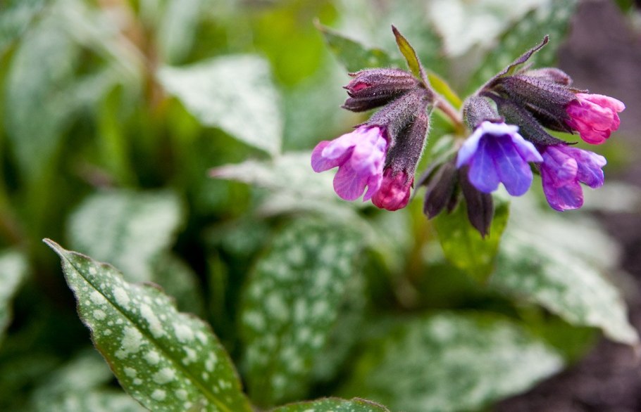Pulmonaria longifolia