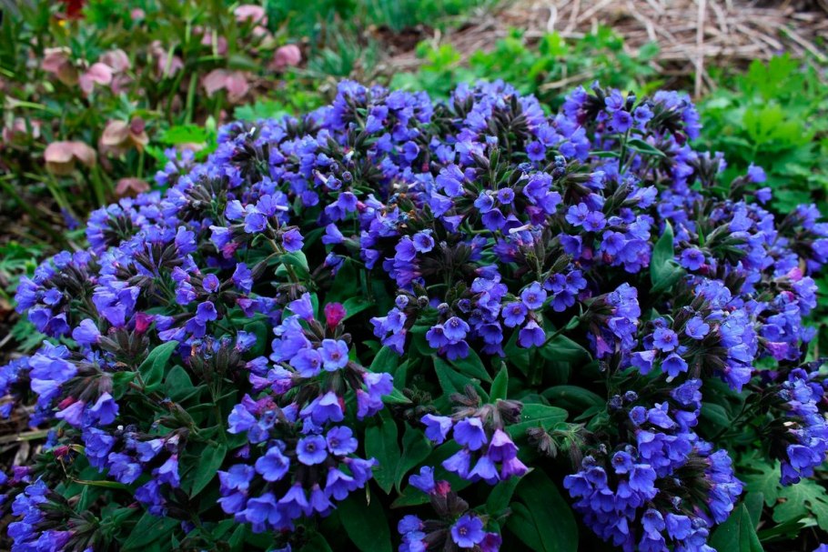 Pulmonaria saccharata