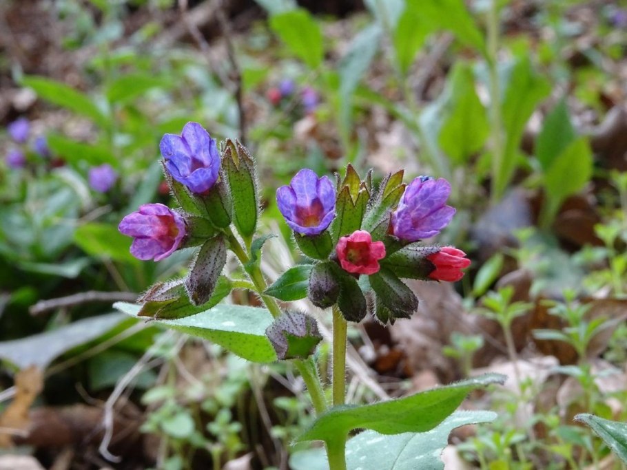Медуница (Pulmonaria) сем. Бурачниковые растение цветок