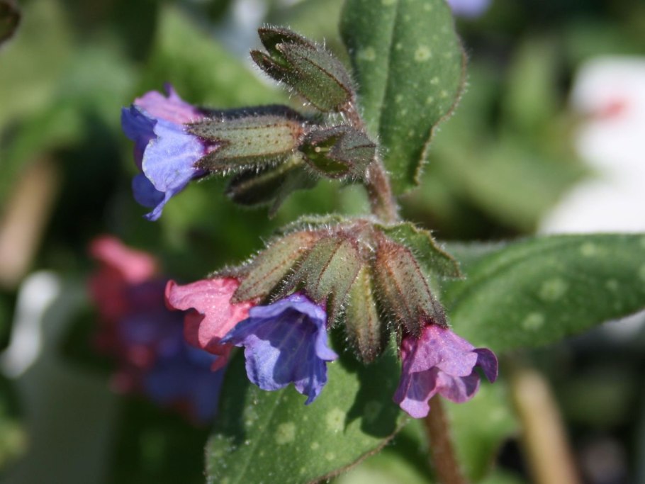 Медуница Pulmonaria officinalis