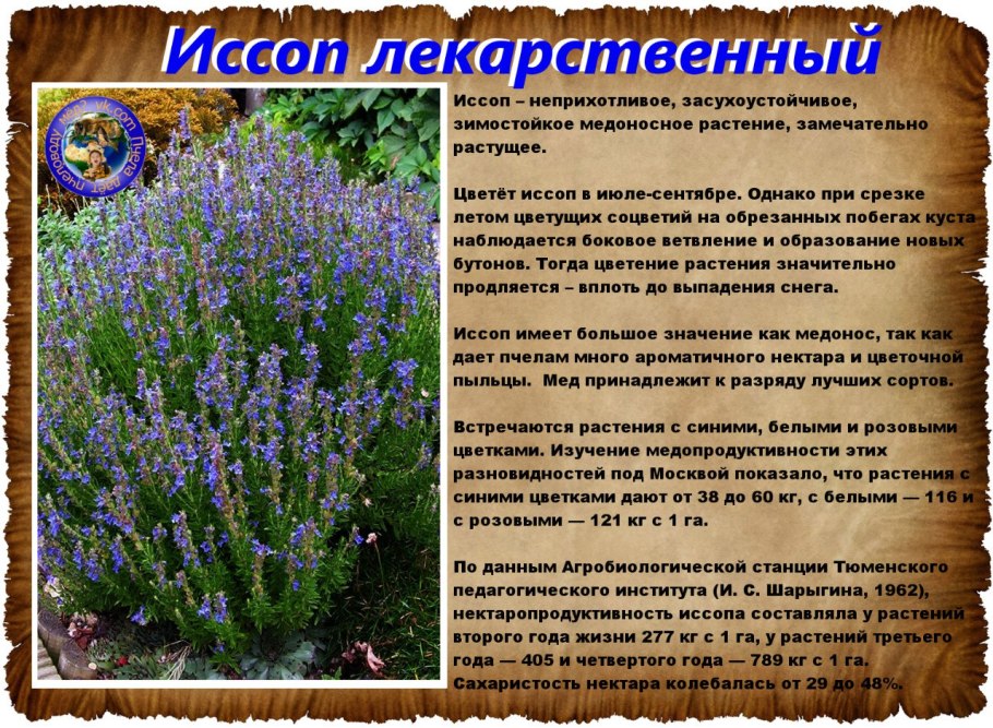 Медуница Садовая
