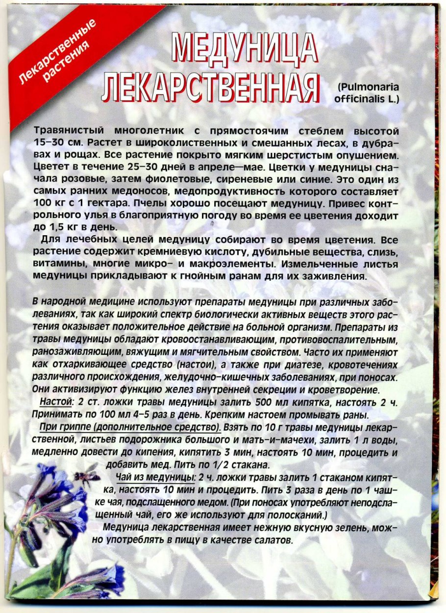 Медуница растение