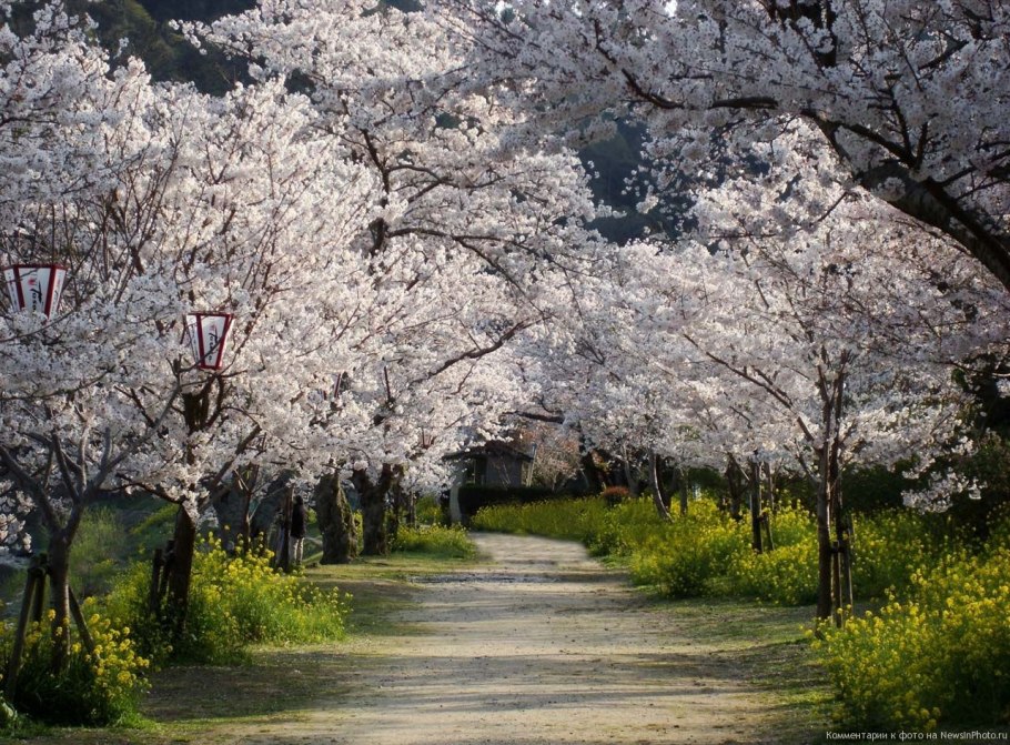 Вишневый сад