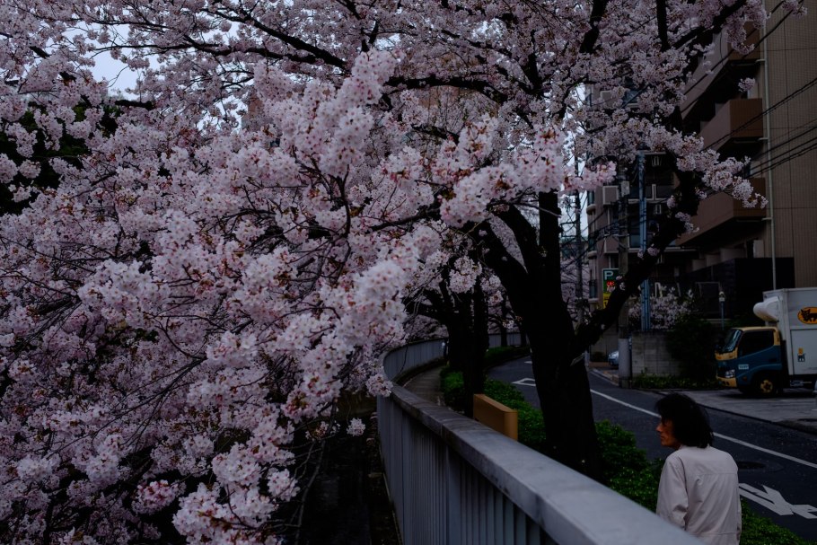 Япония Токио. Махровая Сакура