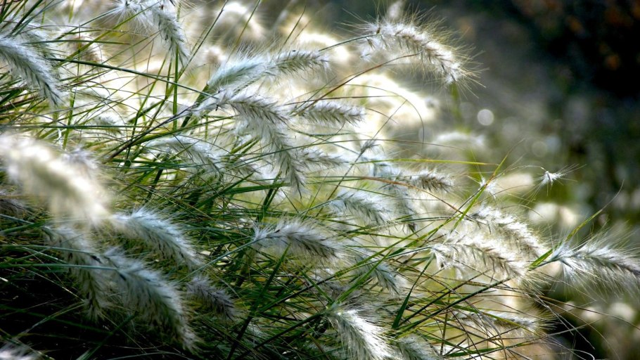 Ковыль ячмень гривастый (Hordeum jubatum)