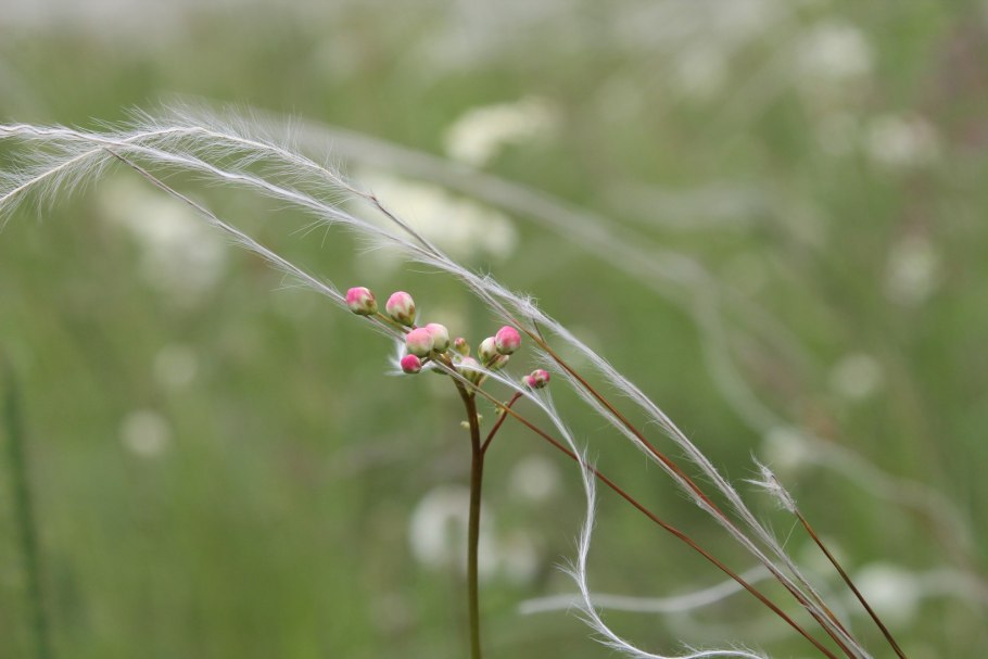 Ковыль перистый Stipa pennata семена